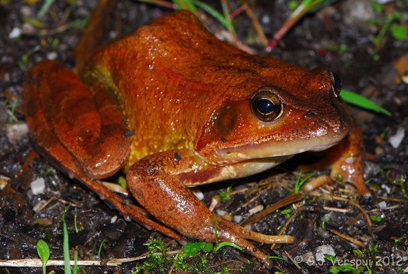 Very big Grass Frog - Rana temporaria parvipalmata