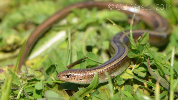 Italian Three-toed Skink - Chalcides chalcides, not In Situ