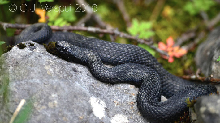 Melanistic Swiss Asp viper - Vipera aspis 'atra'  In Situ