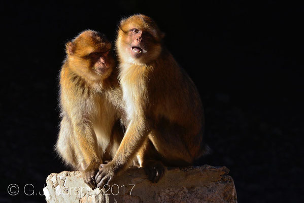 Barbary macaque - Macaca sylvanus