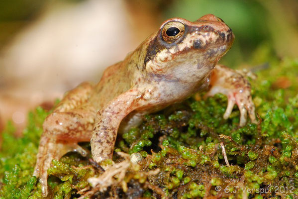  Pyrenean Stream Frog - Rana pyrenaica