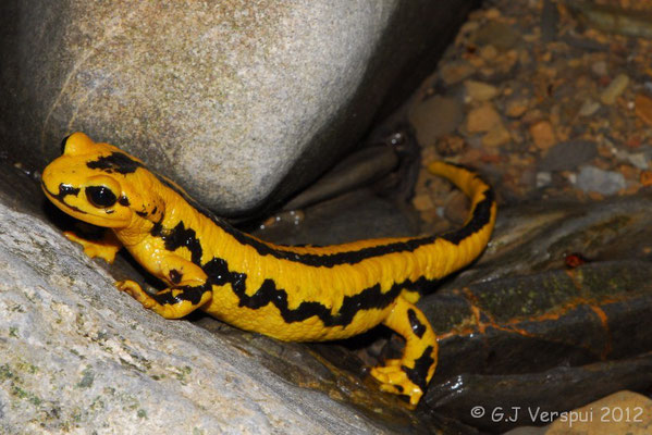 Fire Salamander - Salamandra salamandra fastuosa (Female depositing larvae)  In Situ
