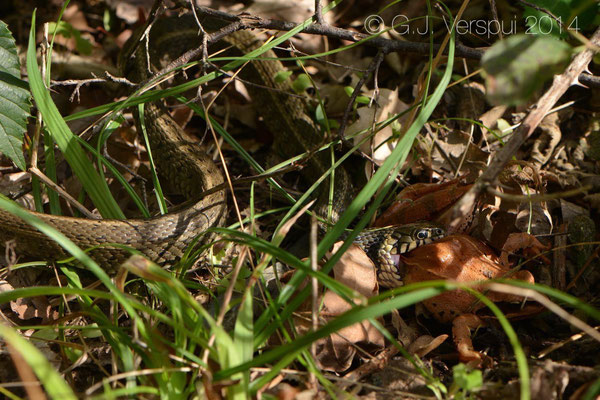 Grass Snake & Agile Frog, In Situ