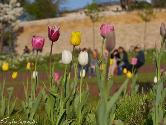 Im Paulinenpark