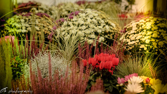 Gartenbau Henfstädt / Henfstädt