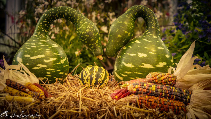 Lehr-und Versuchsanstalt Gartenbau Erfurt