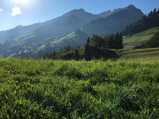 Sommerwiese auf dem Weg zum Seewaldsee