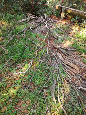 "Rooted", Yoga-Landart-Retreat, Gut Stolzenhagen, Uckermark, 2018, Ansicht 3