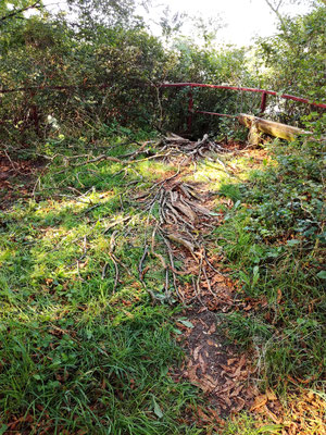 "Rooted", Yoga-Landart-Retreat, Gut Stolzenhagen, Uckermark, 2018, Ansicht 2