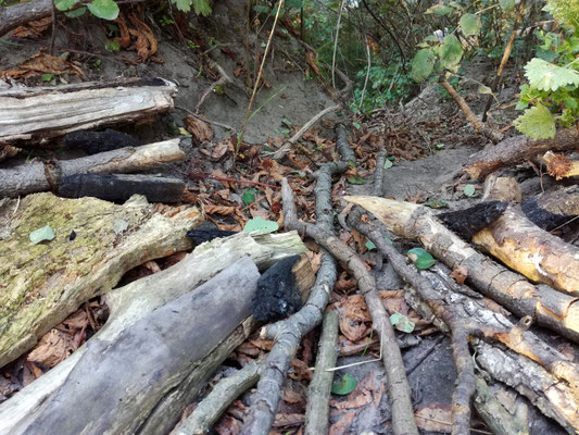 "Rooted", Yoga-Landart-Retreat, Gut Stolzenhagen, Uckermark, 2018, Ansicht 5