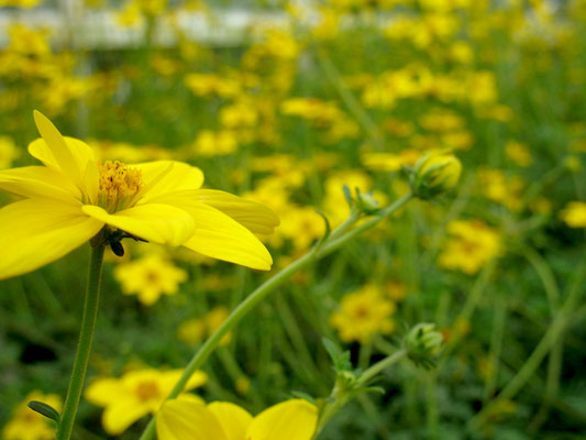 Goldfieber (Bidens)