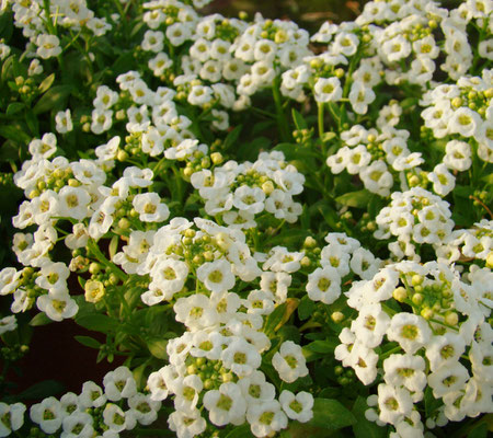 Duftsteinkraut (Alyssum/Lobularia)