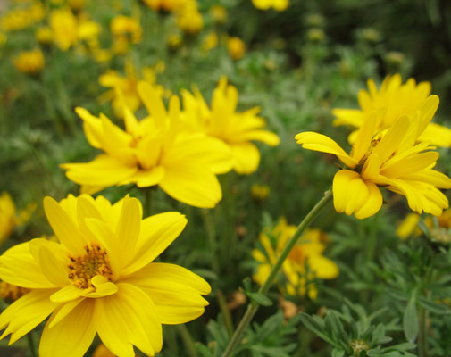 Goldfieber gefüllt (Bidens)