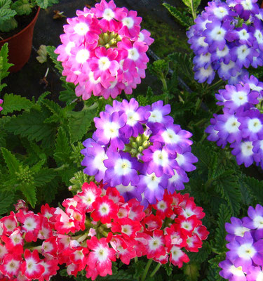 Verbenen (Verbena)