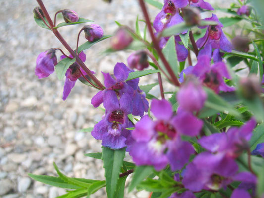 Angelonie (Angelonia)