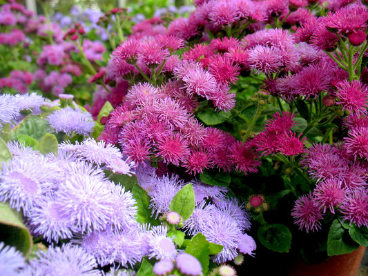 Lederbalsam (Ageratum)