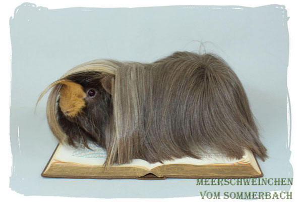 Hagrid vom Sommerbach