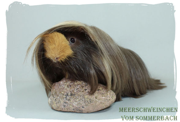 Hagrid vom Sommerbach