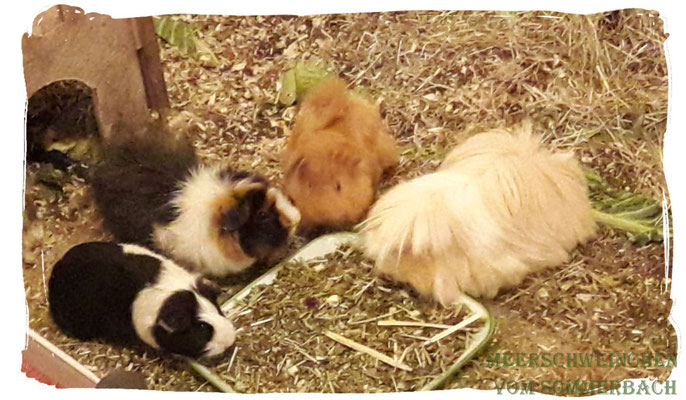 Ramses im neuen Heim mit seinem neuen Harem