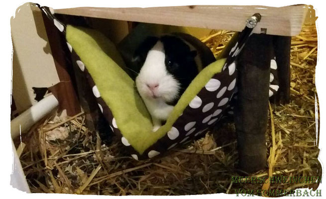 Glückliche Schweinchen in unseren Hängematten. Vielen Dank an T. Gehrke für das süße Foto