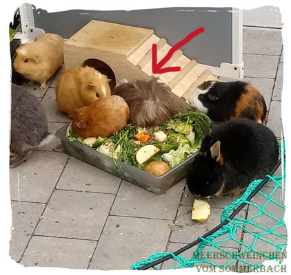 Olaf vom Sommerbach mit seinem neuen Rudel, Foto: Voß