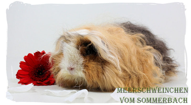 Dixie vom Sommerbach
