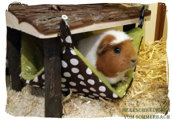 Glückliche Schweinchen in unseren Hängematten. Vielen Dank an T. Gehrke für das süße Foto