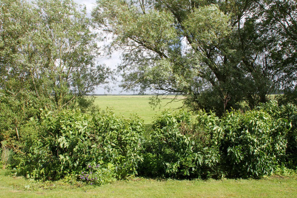 Reetdachhaus Deichgut an der Nordsee auf Eiderstedt