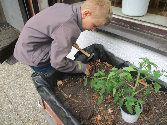 Tomaten pflanzen