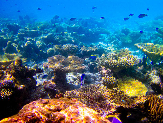 Die fantastische Unterwasserwelt im Mergui Archipel