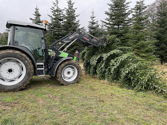 Unser diesjähriger Weihnachtsbaum stammt wieder aus Herzkamp