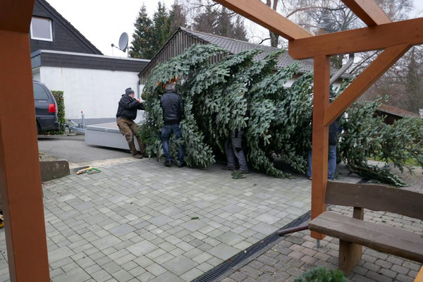 Baum wird auf den Hänger gezogen