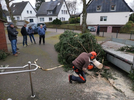 wird der Baum maßgerecht zugeschnitten