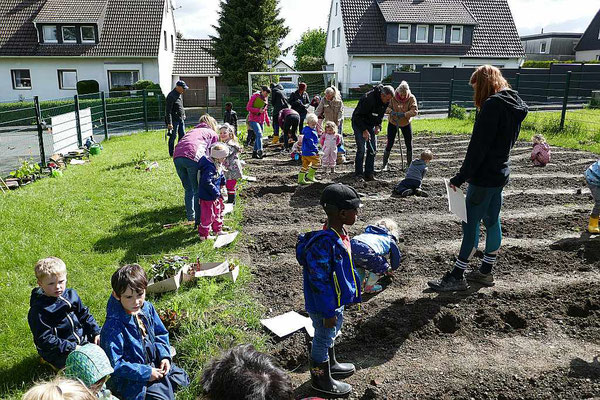 Jetzt kann die 2. Gruppe kommen, um den Rest der Reihen zu bepflanzen