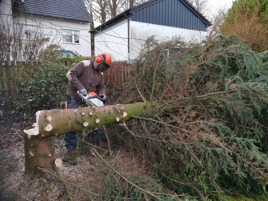 Der Baum ist gefällt, der untere Teil des Stammes wird entastet