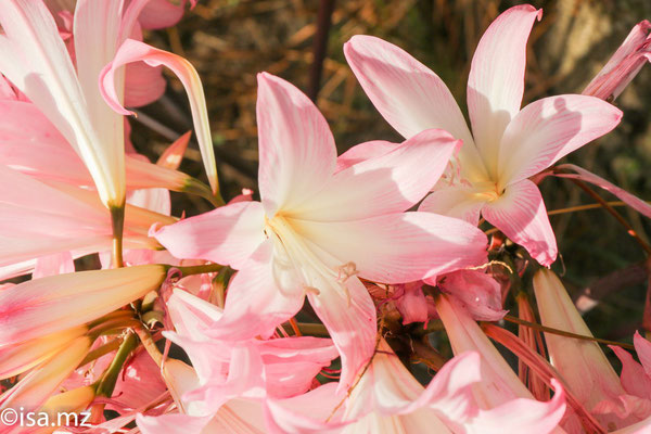 Amaryllis belladone :  « fleurs de lys » 
