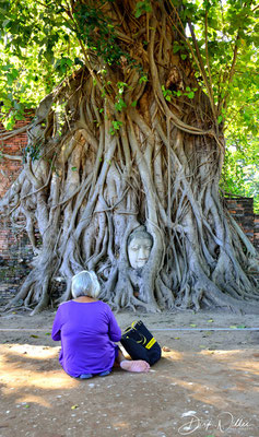 the famous Banyan Tree in the Wat Mahathat area @ Ayuthaya Historical Park [Ayuthaya/Thailand]