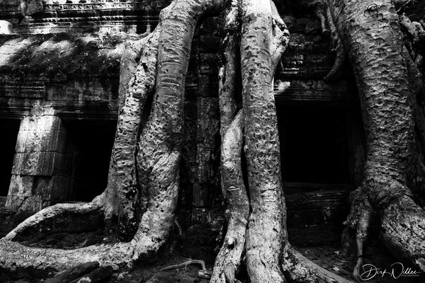 Ta Prohm