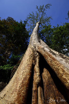 Ta Prohm