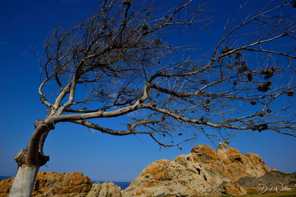 Cap de Creus / Cabo de Creus (Cadaques/Catalonia/Spain)