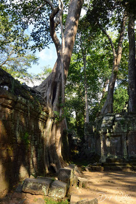 Ta Prohm