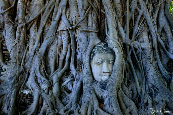 the famous Banyan Tree in the Wat Mahathat area @ Ayuthaya Historical Park [Ayuthaya/Thailand]