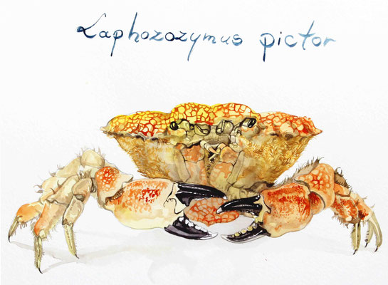 "Laphozozymus Pictor" 20 x 40 cm Aquarell 2011