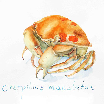 2Carpilius Maculatus" 70 x 90 cm Aquarell 2011