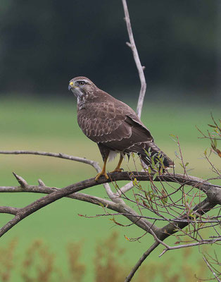 Mäusebussard