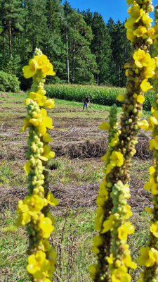 Mäharbeiten Ende September (Foto: Gapp)