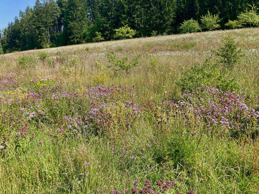 blühende Wiese im August (Foto: Ebert)