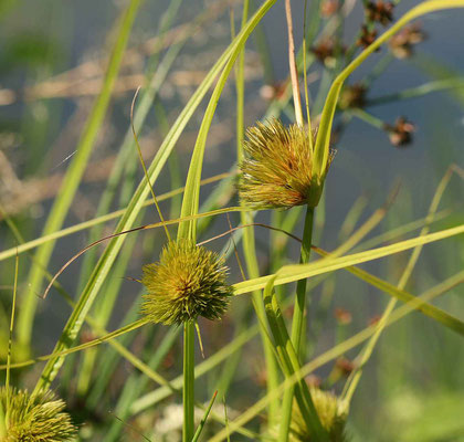 Carex bohemica