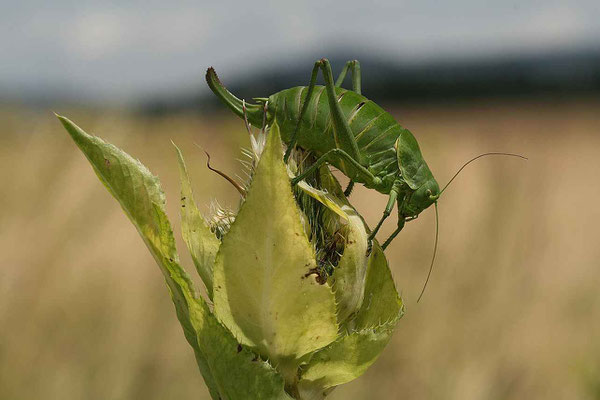 Wanstschrecke