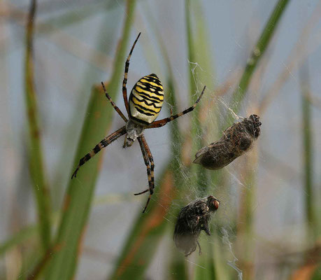 Zebraspinne